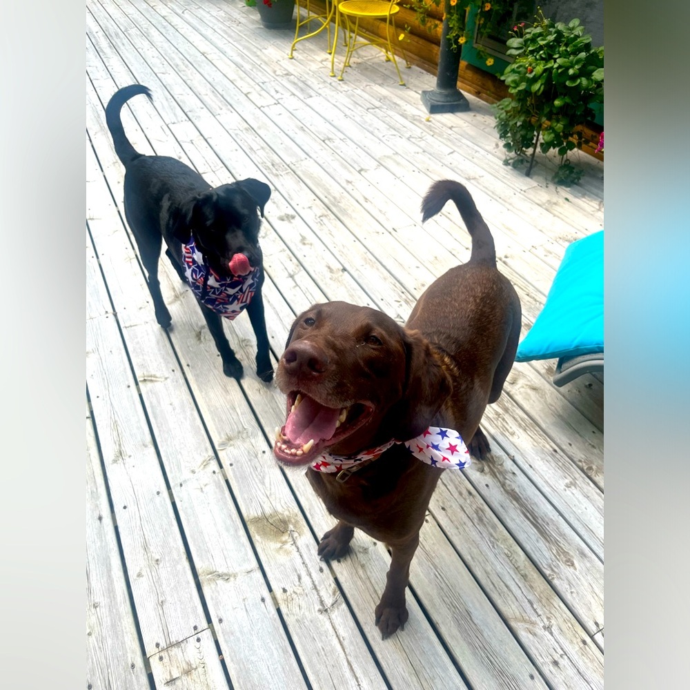 Live Show Notification